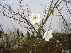 -香雪海