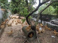 -满記土窑烧鷄波浪山莊