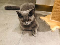 -飞行喵MR PILOT|猫舍·猫咖(静安大融城店)