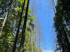 -武陵山森林公园