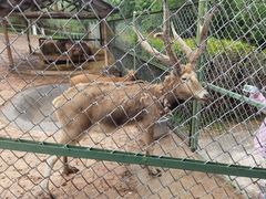 -青藏高原野生动物园