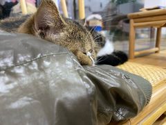 -李小姐の猫咖啡馆(五角场店)
