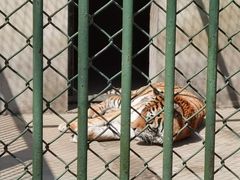 -合肥野生动物园