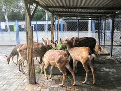 -长白岛森林公园