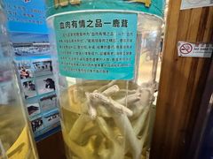 -北京鹿世界主题园