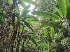 -西双版纳原始森林公园