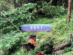 -都江堰中华大熊猫苑