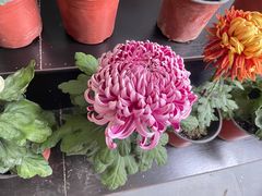 -杭州植物园