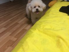 -有宠宠物(YOUCOIN·未来店)