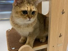 -飞行喵MR PILOT|猫舍·猫咖(静安大融城店)