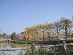 -天适樱花悠乐园