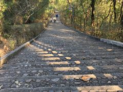 -雁南飞茶田景区
