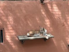 -青藏高原野生动物园