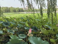 -莲花池公园