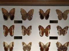 -上海昆虫博物馆