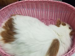 -纳吉亚猫专科动物医院博雅分院