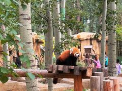 -北京野生动物园