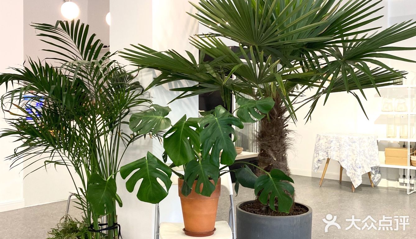 潍坊探店｜🏠 植物商店GREEN&CAFE