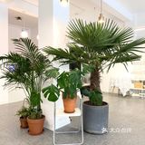 潍坊探店｜🏠 植物商店GREEN&CAFE