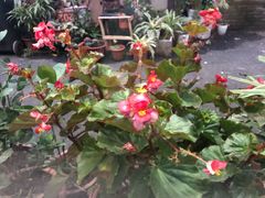 -家烧面馆【南山路知名经典面食】