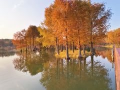 -贡湖湾湿地公园