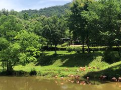 -合肥野生动物园