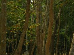 -中国科学院西双版纳热带植物园