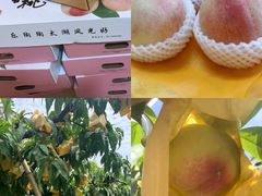 -老袁家蜜桃农场·阳山水蜜桃