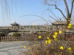 -莲花池公园