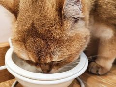 -猫咪派对(江南西店)