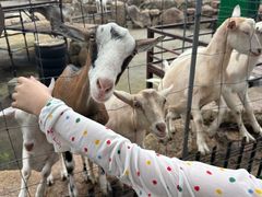 -神户市立六甲山牧场