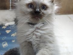 -李小姐の猫咖啡馆(五角场店)