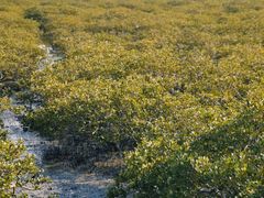 -北海金海湾红树林生态旅游区