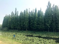 -艾溪湖湿地公园