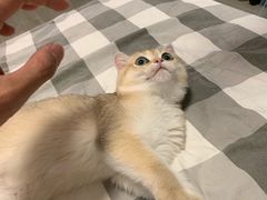 -东方名猫馆·英短金渐层布偶猫舍(环线广场1号楼店)