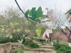 -秀丽东方