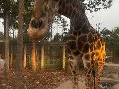 -清迈夜间动物园