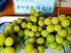 -白鹿原葡萄主题公园