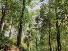 -广州市流溪河国家森林公园