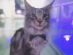 -极木²邸 人与宠物·互动社区