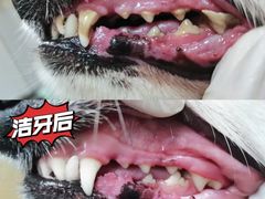 -芭比堂宠物医院·全科爱猫医院·仁德分院