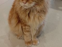 -藏猫猫咖啡主题馆(中央大道店)