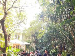 -Fern Forest Cafe