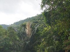 -海南热带雨林国家公园吊罗山景区