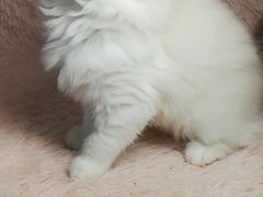 -十年猫舍·猫咪专门店(普陀店)