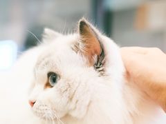 -瞄一喵猫咖(格力海岸店)