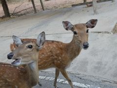 -清迈夜间动物园