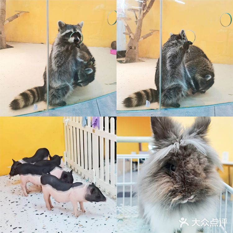 长沙探店 Nice to meet u  萌兔体验馆