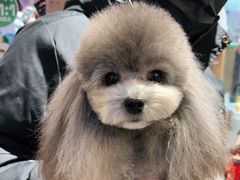 -FAELING PETS美天灵宠物(富力广场店)
