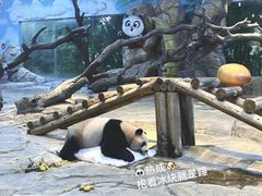 -广州长隆野生动物世界